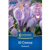CROCUS VERNUS 'PICKWICK' _nebelung