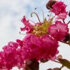 LAGERSTROEMIA INDICA 'RUBRA MAGNIFICA ist
