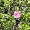 HIBISCUS SYRIACUS 'PINK CHIFFON' kak