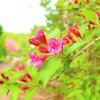 WEIGELA FLORIDA 'OLYMPIADE' IST