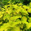 PHYSOCARPUS OPULIFOLIUS 'DART'S GOLD IST1
