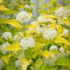 PHYSOCARPUS OPULIFOLIUS 'DART'S GOLD IST
