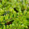 LONICERA NITIDA 'ELEGANT'_ist24