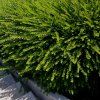 LONICERA NITIDA 'ELEGANT'_ist1