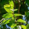 CARPINUS BETULUS ist4