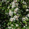 COTONEASTER 'SKOGHOLM IST