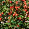COTONEASTER 'SKOGHOLM IST1