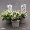 ANDROMEDA POLIFOLIA 'COMPACTA kak