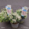 ANDROMEDA POLIFOLIA 'COMPACTA kak1