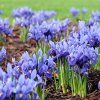 IRIS 'HARMONY' (KOSATEC)_istock