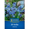 SCILLA SIBERICA (SCILA SIBÍRSKA)