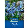 SCILLA SIBERICA (SCILA SIBÍRSKA)1