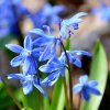 SCILLA SIBERICA (ZVONČEK SIBÍRSKY)_istock