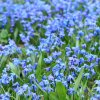 SCILLA SIBERICA (SCILA SIBÍRSKA)_istock