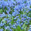 SCILLA SIBERICA_istock