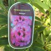 RHODODENDRON 'MIDNIGHT' KAK