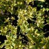 AZALEA ENCORE® 'AUTUMN MOONSTRUCK'  KAK1