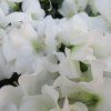 AZALEA ENCORE® 'AUTUMN MOONSTRUCK' IST