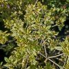 AZALEA ENCORE® 'AUTUMN MOONSTRUCK' KAK