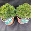 PINUS HELDREICHII 'SCHMIDTII' kak1