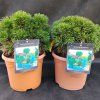 PINUS HELDREICHII 'SCHMIDTII' kak2