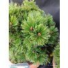 PINUS HELDREICHII 'SCHMIDTII' kak