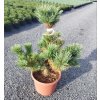 PINUS CEMBRA 'COMPACTA GLAUCA' ARBO