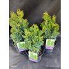 THUJA OCCIDENTALIS 'ZMATLIK' kak1