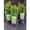 THUJA OCCIDENTALIS 'ZMATLIK' kak2