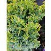 THUJA OCCIDENTALIS 'ZMATLIK' kak