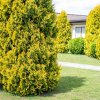 THUJA OCCIDENTALIS 'GOLDEN SMARAGD' IST