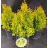 THUJA OCCIDENTALIS 'GOLDEN SMARAGD' kak