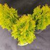 THUJA OCCIDENTALIS 'GOLDEN SMARAGD' kak1