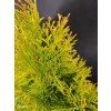 THUJA OCCIDENTALIS 'GOLDEN SMARAGD' kak3