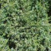 JUNIPERUS COMMUNIS 'ARNOLD' IST1