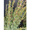 JUNIPERUS COMMUNIS 'ARNOLD' (za 9,5