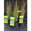 JUNIPERUS COMMUNIS 'ARNOLD' za 9,5