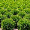 THUJA OCCIDENTALIs MIKY ist