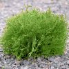 THUJA OCCIDENTALIs MIKY ist1