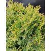 THUJA OCCIDENTALIS 'MIKY' kak