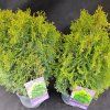 THUJA OCCIDENTALIS 'MIKY' kak1
