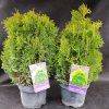 THUJA OCCIDENTALIS 'MIKY' kak2