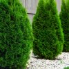 THUJA OCCIDENTALIS 'MIKY' IST