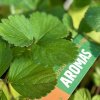 FRAGARIA 'AROMAS' (JAHODA)_kak