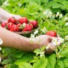 FRAGARIA 'AROMAS' (JAHODA)_istock