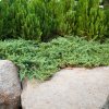 JUNIPERUS HORIZONTALIS 'WILTONII' IST1