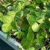 FRAGARIA 'OSTARA' (JAHODA)1_kak