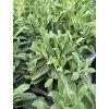 ROSMARINUS OFFICINALIS_kak44