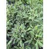 ROSMARINUS OFFICINALIS_kak5