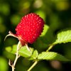 RUBUS ILLECEBROSUS (MALINOJAHODA)_istock